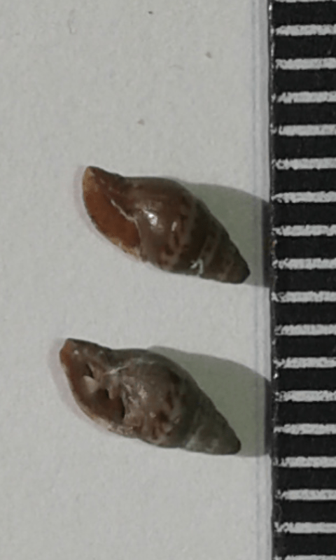 Costellariidae : Vexillum littorale?